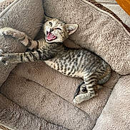 Valentina joined the competition — help win amazing prizes! kitten, tabby_cat, pet_bed, stretching, yawning, feline, indoor, cozy, cute, fur, whiskers, sleeping_area, animal, small_pet, resting, playful, striped, young_cat, comfortable, household