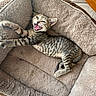 kitten, tabby_cat, pet_bed, stretching, yawning, feline, indoor, cozy, cute, fur, whiskers, sleeping_area, animal, small_pet, resting, playful, striped, young_cat, comfortable, household