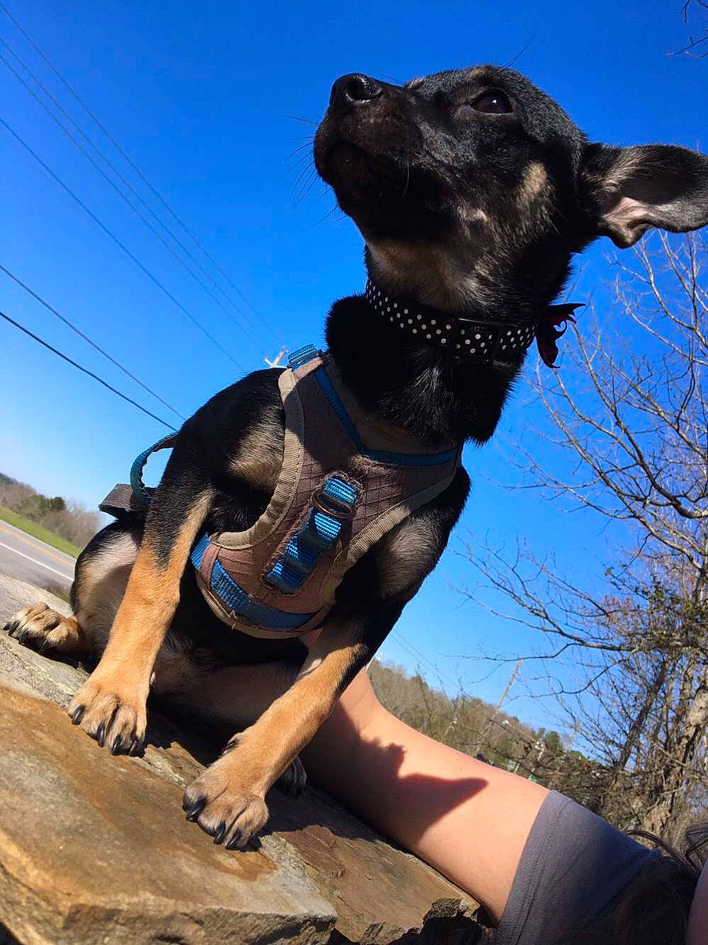 Lelly joined the competition — help win amazing prizes! art, canidae, carnivore, dog, dog_breed, fawn, hunting_dog, photography, sculpture, sporting_group, statue