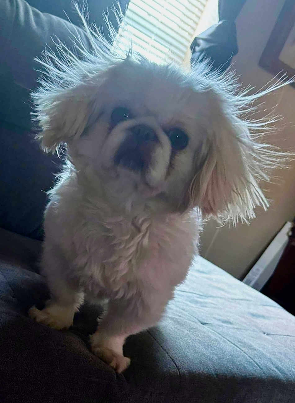 Louie
