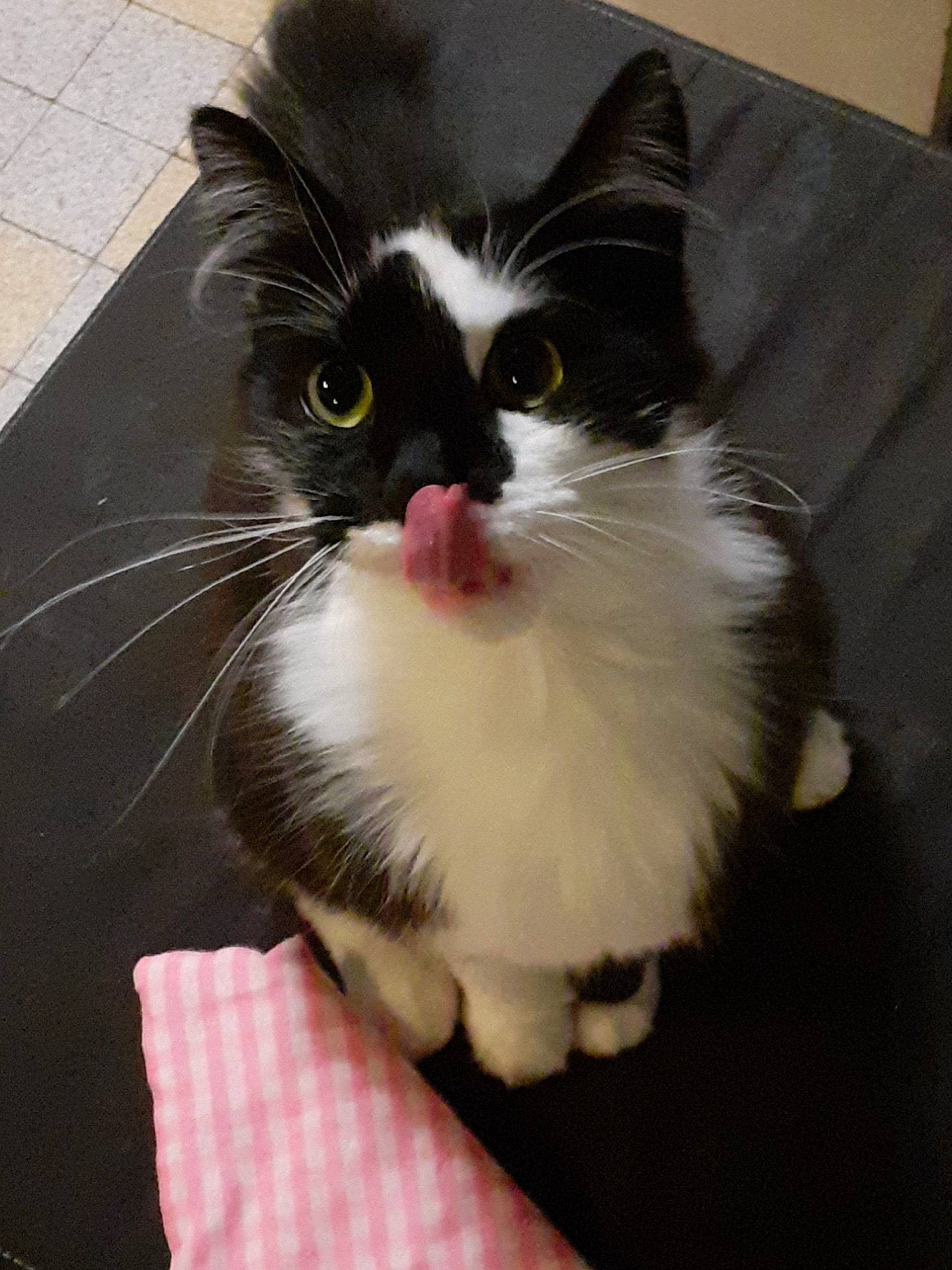 Bingo participe au concours pour gagner de l'argent avec cette photo : black_and_white, british_semi_longhair, carnivore, cat, domestic_long_haired_cat, ear, eye, felidae, fur, kitten, mammal, napoleon_cat, norwegian_forest_cat, persian, ragamuffin, small_to_medium_sized_cats, snout, whiskers