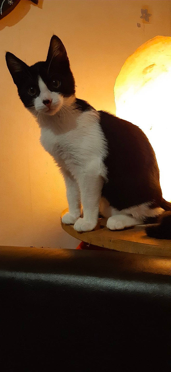 Simba participe au concours pour gagner de l'argent avec cette photo : carnivore, cat, domestic_short_haired_cat, felidae, flooring, formal_wear, fur, hardwood, lamp, light, paw, shadow, sitting, small_to_medium_sized_cats, snout, tail, terrestrial_animal, whiskers, window, wood