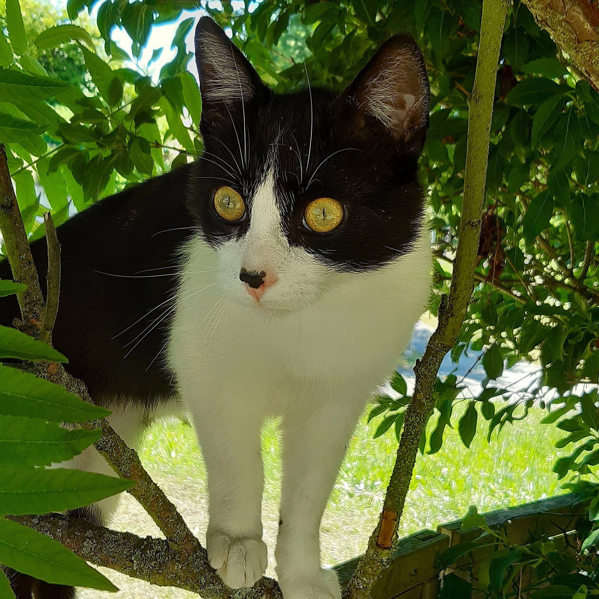 Simba participe au concours pour gagner de l'argent avec cette photo : botany, carnivore, cat, domestic_short_haired_cat, eye, felidae, fur, grass, plant, small_to_medium_sized_cats, snout, tail, terrestrial_animal, tree, trunk, twig, whiskers