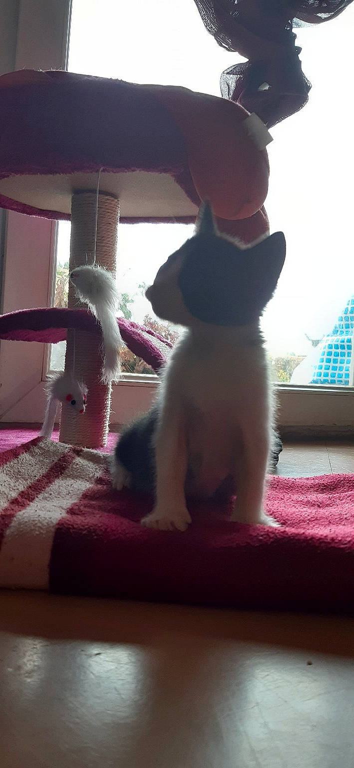 Simba participe au concours pour gagner de l'argent avec cette photo : carnivore, cat, comfort, companion_dog, dog_breed, fawn, felidae, flooring, foot, gesture, human_leg, magenta, pink, small_to_medium_sized_cats, snout, sporting_group, tail, textile, whiskers, window