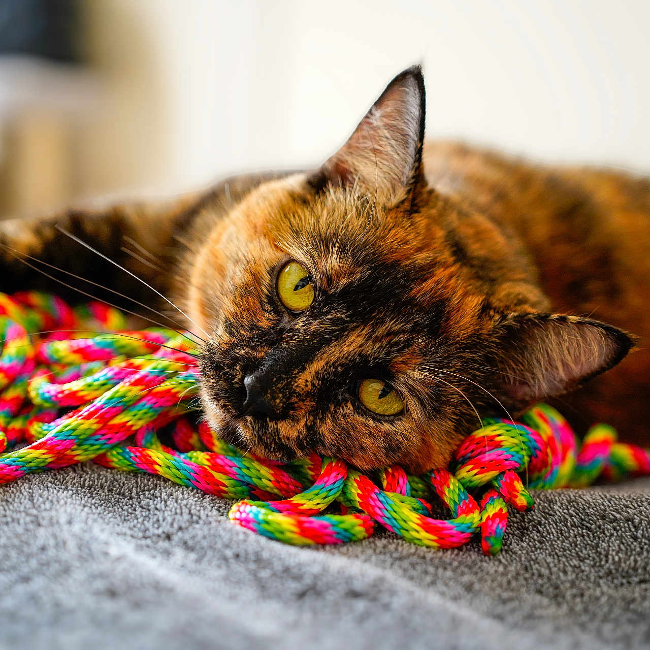Luna is registered to the contest to win money with this photo: cat, tortoiseshell_cat, pet, feline, animal, lying_down, green_eyes, whiskers, ears, fur, rainbow_toy, rope_toy, colorful, blanket, indoors, cozy, close_up, portrait, relaxed, watermark