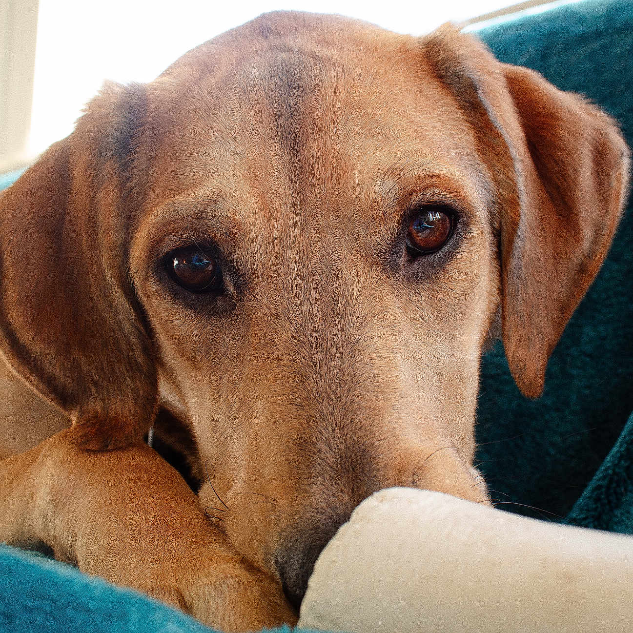 Lola joined the competition — help win amazing prizes! animal, blanket, brown_fur, canine, close_up, comfort, companion, couch, cozy, dog, ears, eyes, fur, indoor, pet, portrait, relaxation, resting, snout, soft_texture
