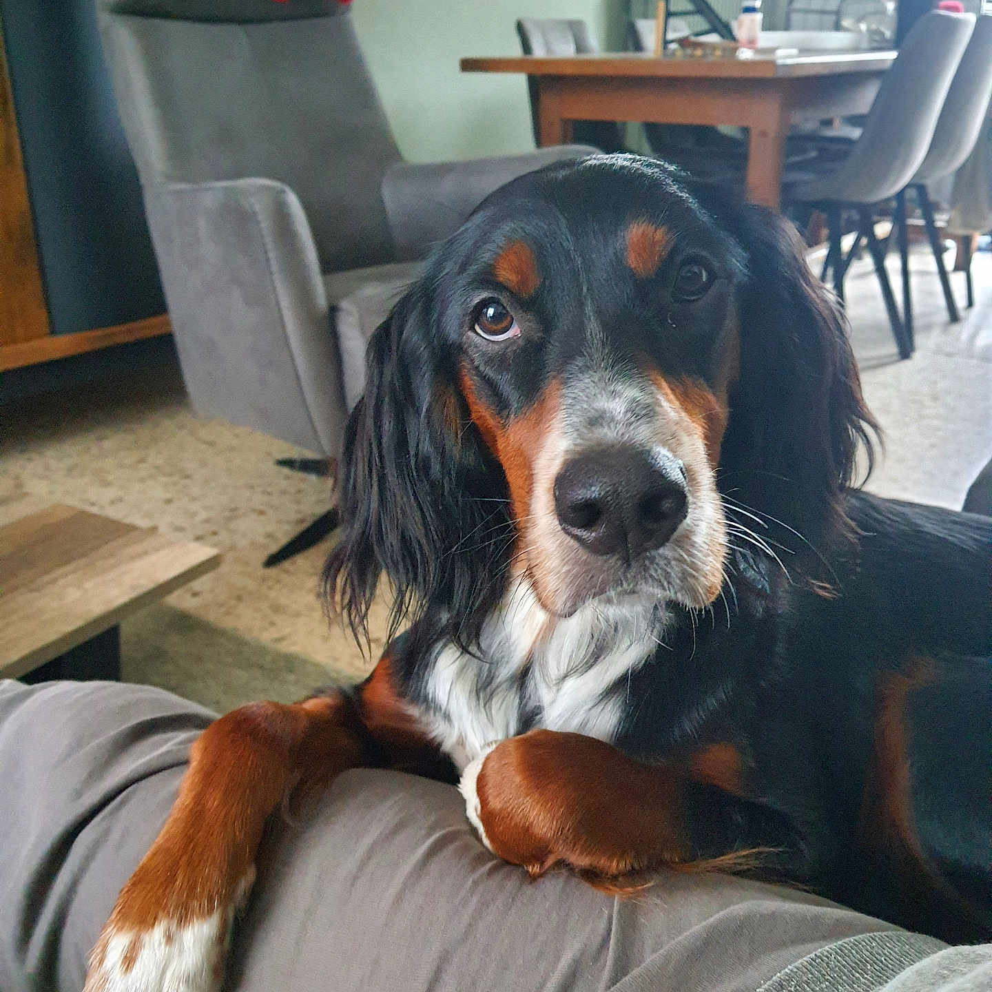 Lady participe au concours pour gagner de l'argent avec cette photo : animal, architecture, armchair, building, canine, chair, couch, cushion, diningtable, dog, furniture, homedecor, hound, indoors, livingroom, pet, puppy, room, table, wood