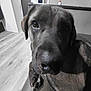 animal, canine, close_up, companion, couch, curious, dog, domestic, door, ears, floor, fur, house, indoor, living_room, nose, paw, pet, relaxed, wood_floor