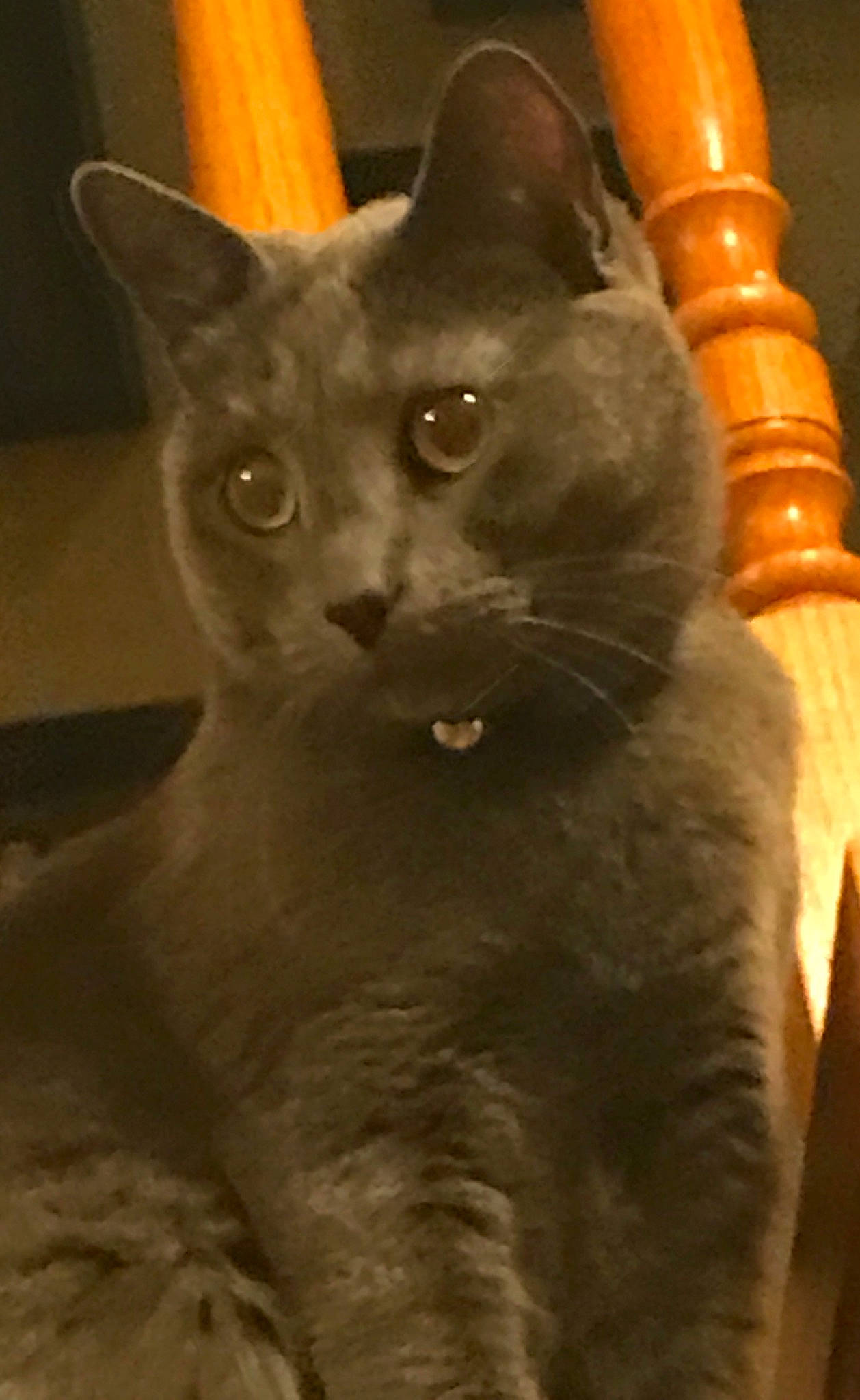 Gray joined the competition — help win amazing prizes! carnivore, cat, domestic_short_haired_cat, felidae, fur, small_to_medium_sized_cats, snout, terrestrial_animal, whiskers