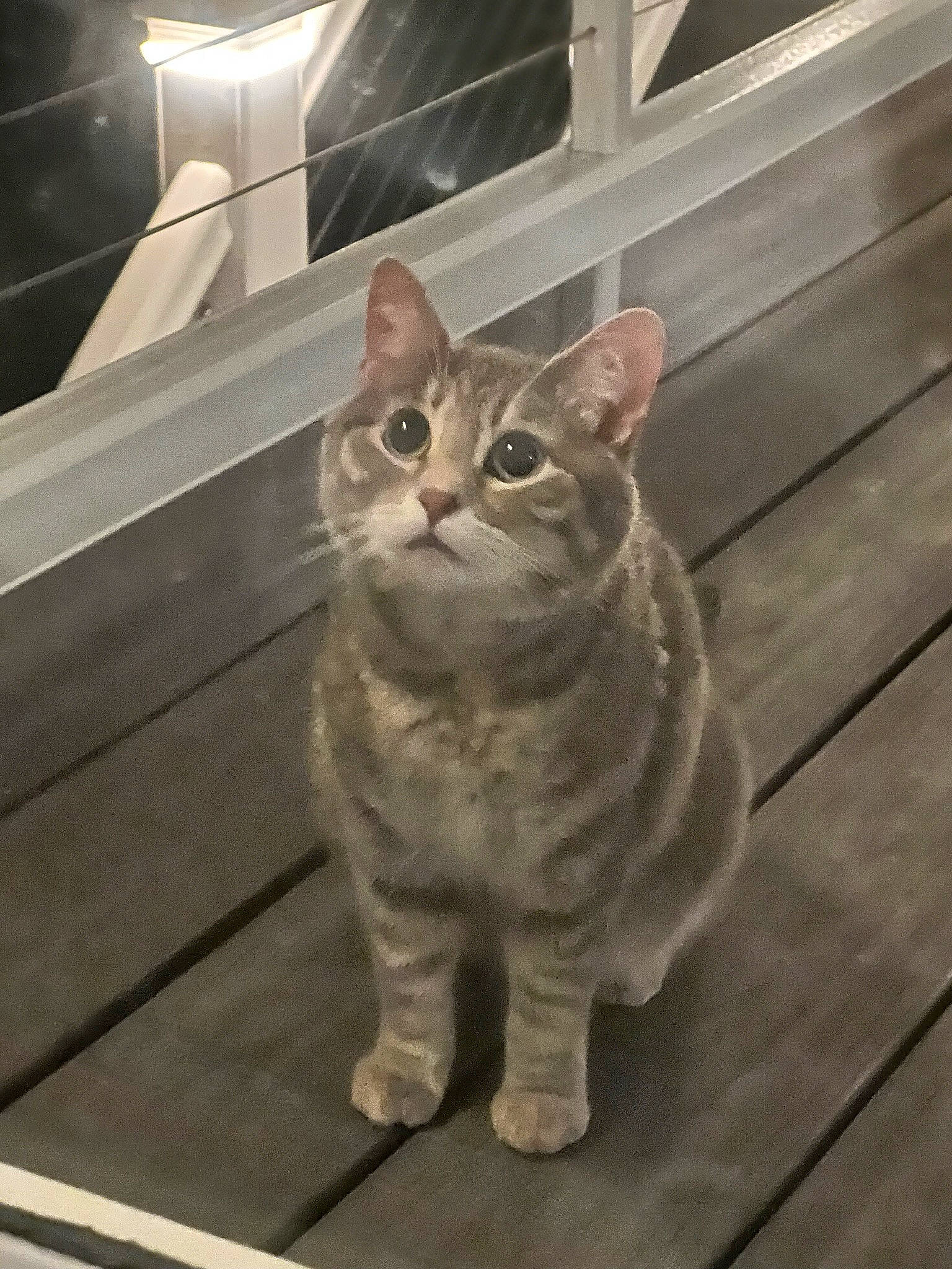 Bella joined the competition — help win amazing prizes! carnivore, cat, domestic_short_haired_cat, door, eye, fawn, felidae, flooring, fur, hardwood, metal, paw, sitting, small_to_medium_sized_cats, snout, tail, terrestrial_animal, whiskers, window, wood