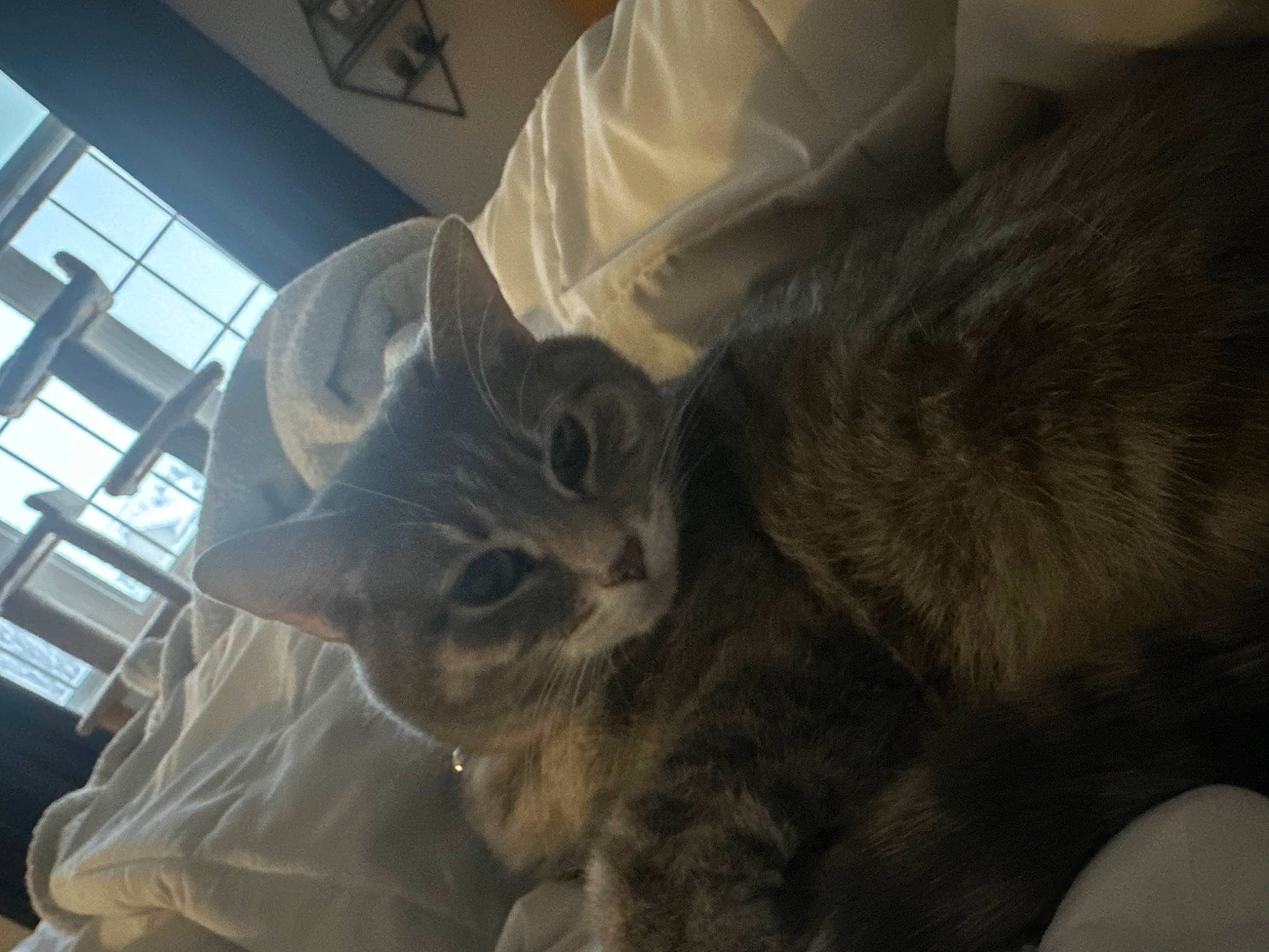 Bella joined the competition — help win amazing prizes! carnivore, cat, claw, comfort, domestic_short_haired_cat, felidae, fur, paw, personal_protective_equipment, small_to_medium_sized_cats, tail, whiskers