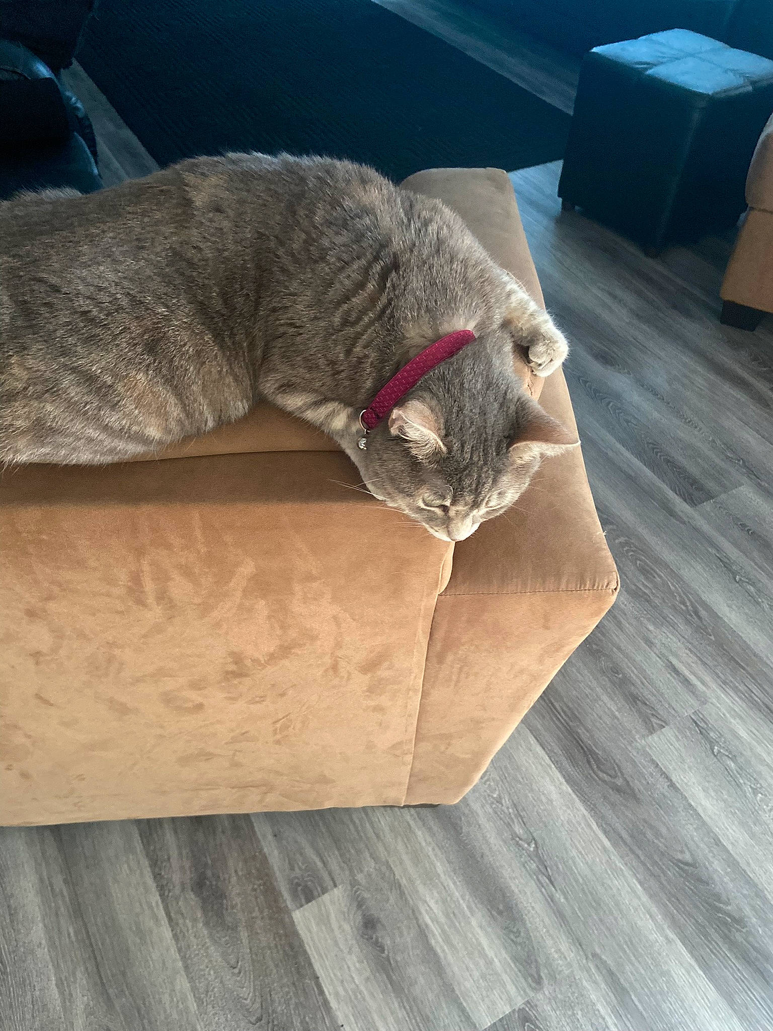 Bella is registered to the contest to win money with this photo: box, carnivore, cat, comfort, domestic_short_haired_cat, fawn, felidae, floor, flooring, fur, grey, hardwood, laminate_flooring, room, small_to_medium_sized_cats, tail, whiskers, wood, wood_flooring, wood_stain