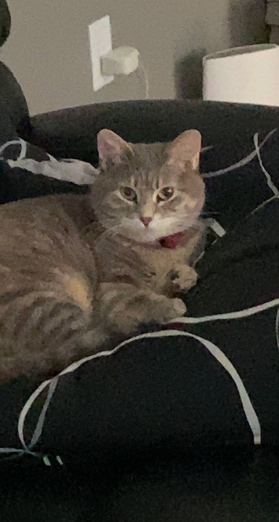 Bella joined the competition — help win amazing prizes! art, carnivore, cat, claw, comfort, couch, domestic_short_haired_cat, felidae, fur, grey, paw, photo_caption, sitting, small_to_medium_sized_cats, snout, tail, whiskers, window