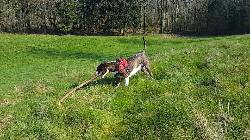 Dakota participe au concours pour gagner de l'argent avec cette photo : canidae, carnivore, dog, dog_breed, hunting_dog, leash, mammal, sporting_group, tail, vertebrate