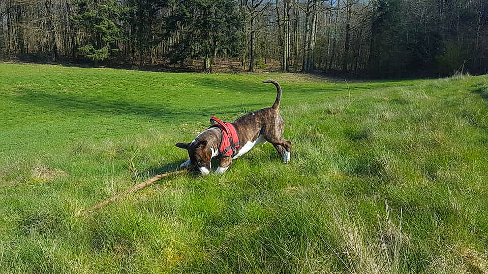 Dakota participe au concours pour gagner de l'argent avec cette photo : canidae, carnivore, dog, dog_breed, hunting_dog, leash, mammal, sporting_group, vertebrate