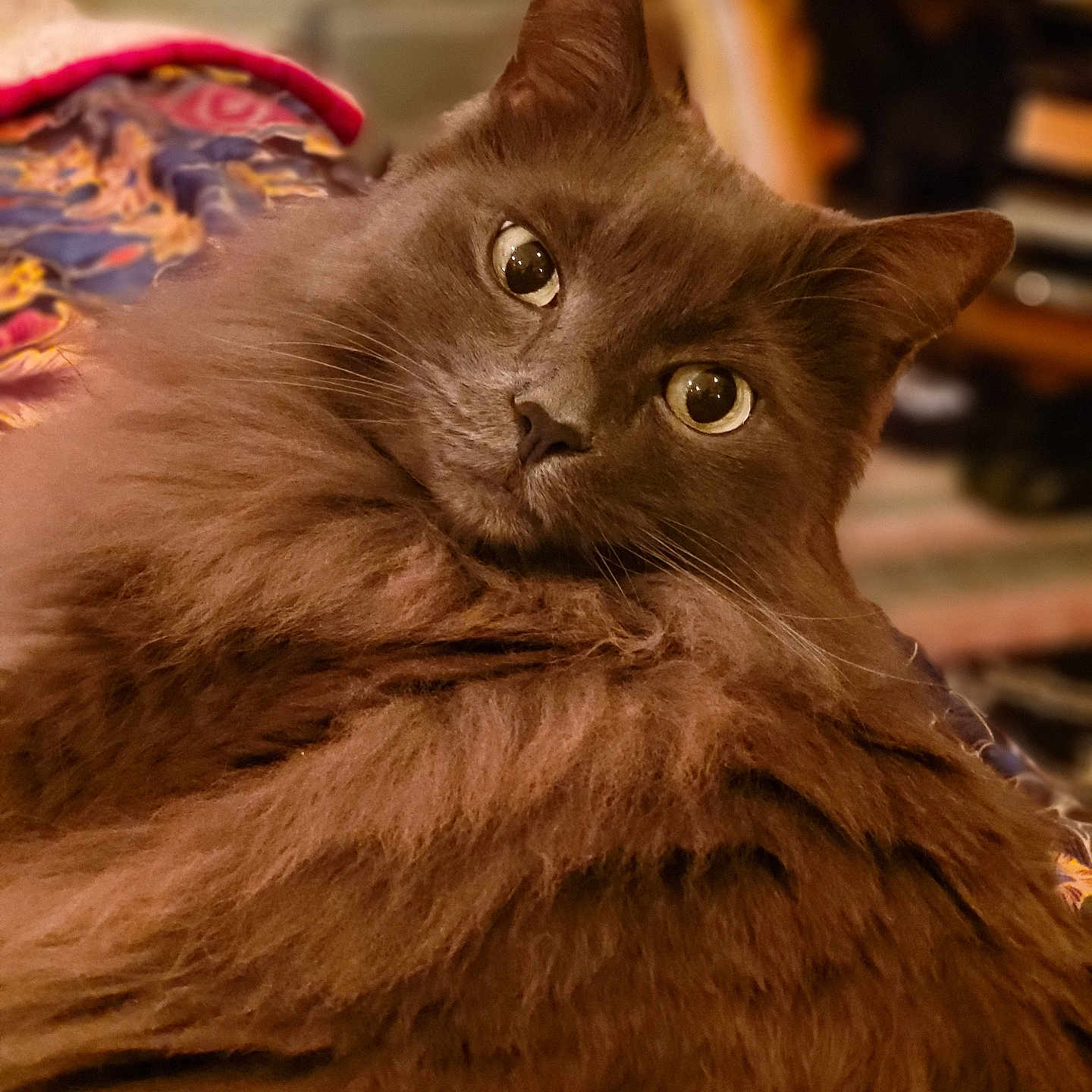 Pato joined the competition — help win amazing prizes! abyssinian, angora, animal, blackcat, bookcase, cat, couch, furniture, hardwood, kitten, manx, pet, plywood, siamese, wood