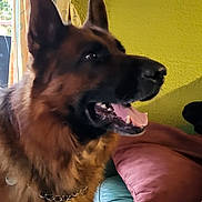 Sailor a rejoint le concours — aidez-le/la à gagner de superbes lots ! dog, german_shepherd, indoor, couch, pet, animal, furniture, tongue, happy, ears, mouth_open, chain_collar, fur, head, side_view, living_room, pillow, yellow_wall, window, curtain