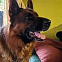 dog, german_shepherd, indoor, couch, pet, animal, furniture, tongue, happy, ears, mouth_open, chain_collar, fur, head, side_view, living_room, pillow, yellow_wall, window, curtain