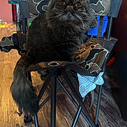 Eva is registered to the contest to win money with this photo: animal, camouflage, cat, chair, cozy, curious, domestic_cat, eyes, face, fluffy, folding_chair, furniture, indoor, legs, metal_frame, pet, sitting, tail, whiskers, wooden_floor