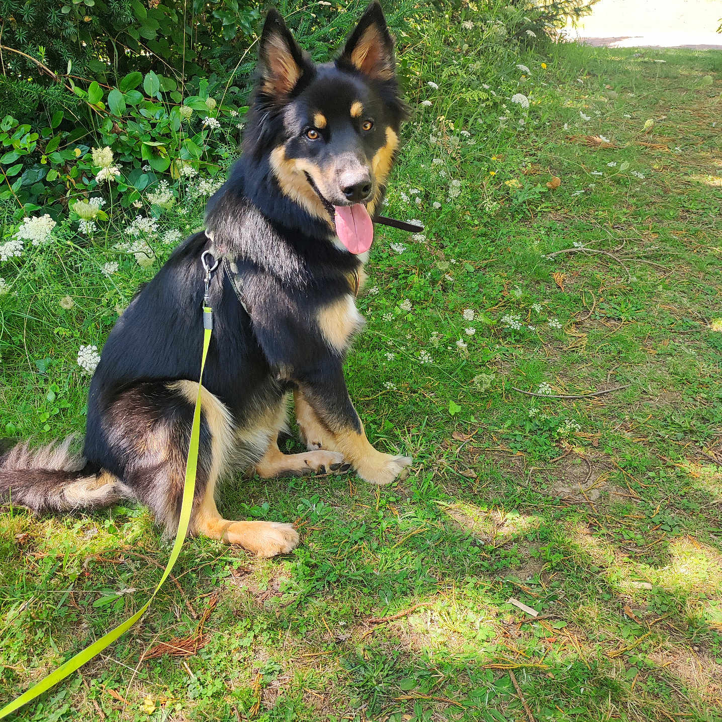 Thanos a rejoint le concours — aidez-le/la à gagner de superbes lots ! animal, canine, daylight, dog, ears, fur, grass, greenery, happy, leash, nature, outdoor, panting, path, pet, plant, sitting, summer, sunlight, tongue