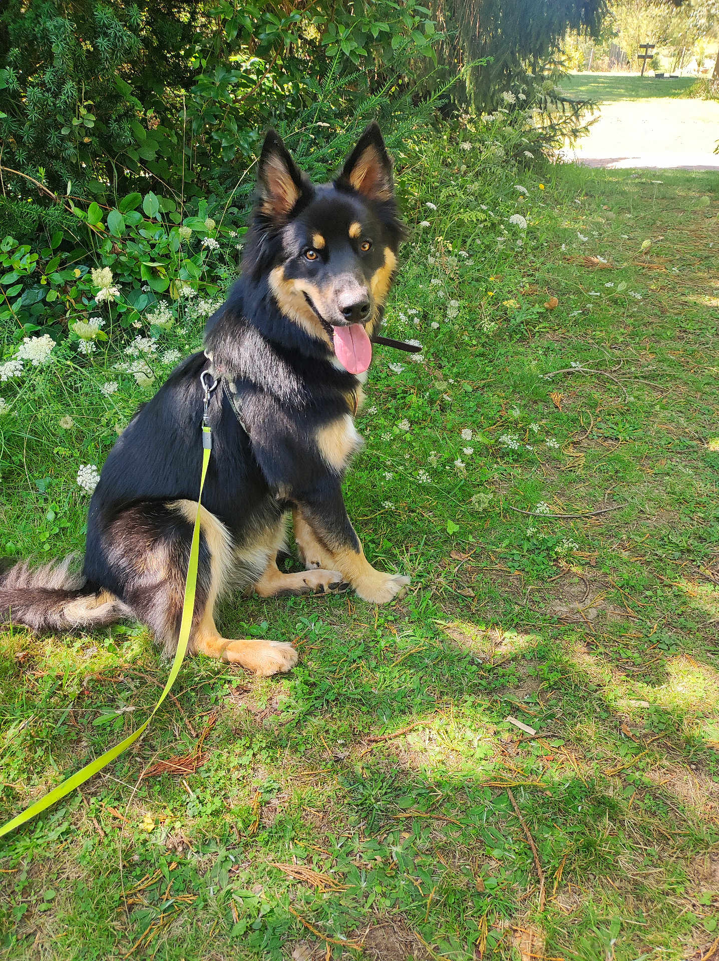 Thanos a rejoint le concours — aidez-le/la à gagner de superbes lots ! dog, animal, pet, canine, outdoor, grass, leash, nature, greenery, sunlight, happy, panting, fur, sitting, path, plant, summer, daylight, ears, tongue