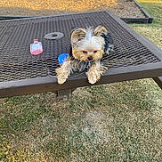 Teddy is registered to the contest to win money with this photo: animal, blue_object, bottle, canine, cute, daylight, dog, fur, grass, leash, metal_table, nature, outdoor, park, pet, picnic_table, playing_area, relaxing, small_dog, sunset_light