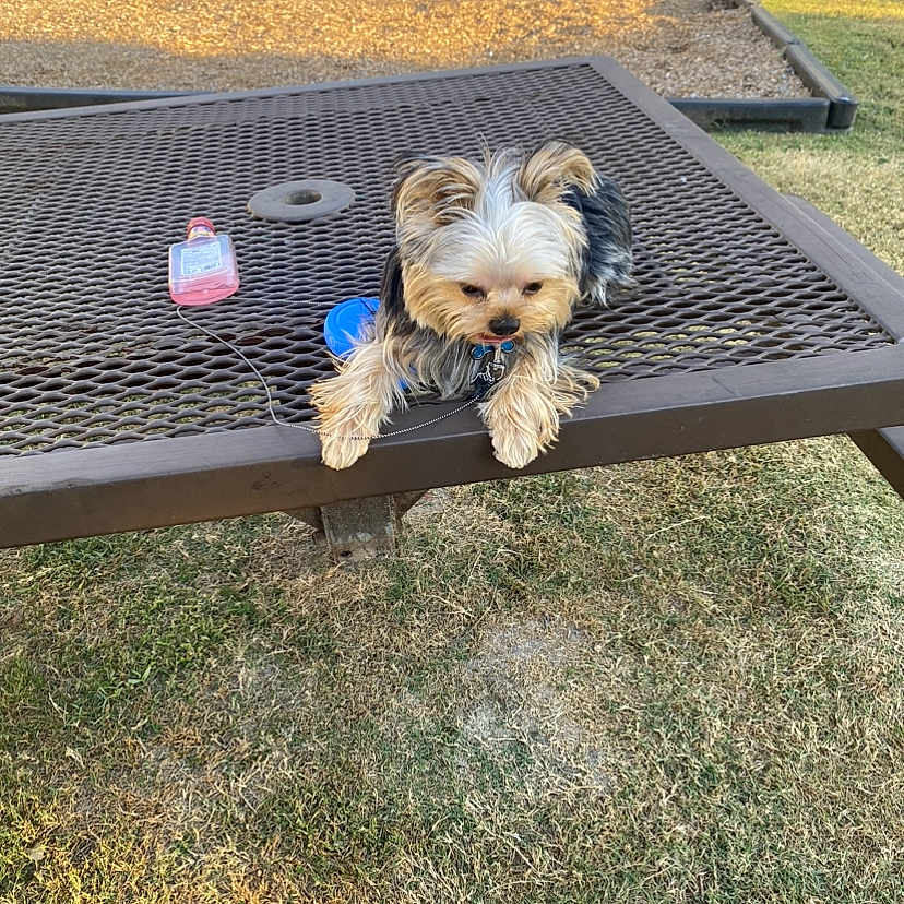 Teddy is registered to the contest to win money with this photo: animal, blue_object, bottle, canine, cute, daylight, dog, fur, grass, leash, metal_table, nature, outdoor, park, pet, picnic_table, playing_area, relaxing, small_dog, sunset_light
