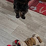 animal, black_dog, cabinet, canine, curious, dog, domestic_animal, flooring, fur, home, indoor, moose_toy, pet, pet_toy, plush, red_mat, standing, stuffed_toy, toy, wooden_floor