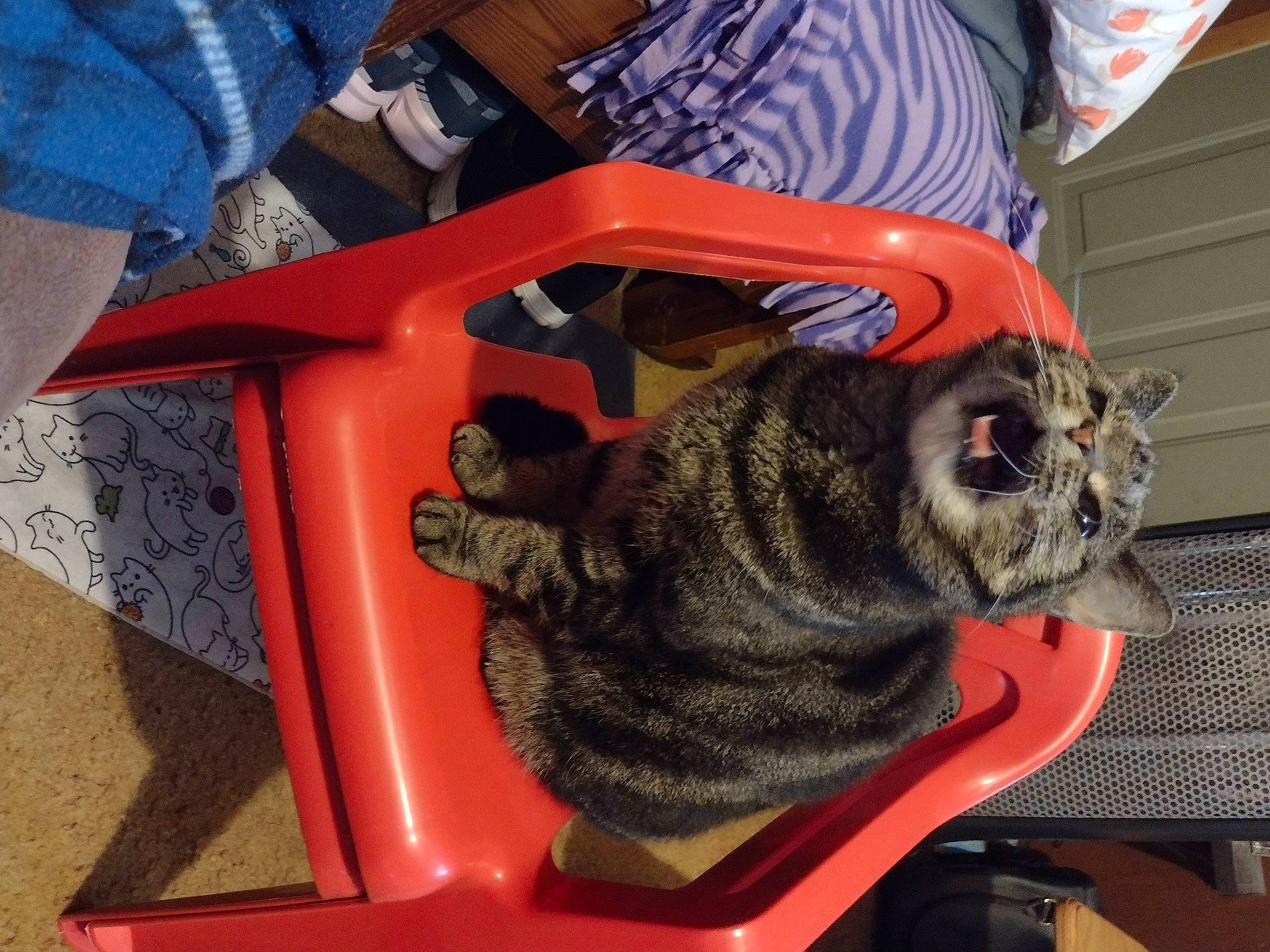 Hobbs joined the competition — help win amazing prizes! canidae, carnivore, cat, chair, collar, comfort, companion_dog, dog_breed, domestic_short_haired_cat, fawn, felidae, fur, human_leg, lap, small_to_medium_sized_cats, snout, sporting_group, t_shirt, tail, whiskers