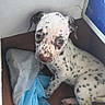 Asia joined the competition — help win amazing prizes! puppy, dog, box, cardboard, tissue_paper, spotted, young, pet, animal, cute, indoor, looking_up, small, white, black_spots, curled_up, ears, floor, lying_down, companionship