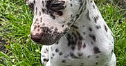 Asia is registered to the contest to win money with this photo: puppy, dog, spotted, grass, outdoor, pet, animal, cute, young, ears, white, black_spots, sitting, nature, closeup, portrait, fur, canine, daylight, adorable