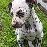puppy, dog, spotted, grass, outdoor, pet, animal, cute, young, ears, white, black_spots, sitting, nature, closeup, portrait, fur, canine, daylight, adorable