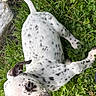 Asia is registered to the contest to win money with this photo: puppy, dog, spots, grass, greenery, outdoor, nature, young, playful, animal, pet, curious, fur, ears, tail, whiskers, closeup, daylight, leaf, cute