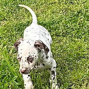 Asia joined the competition — help win amazing prizes! puppy, dog, spotted, grass, greenery, outdoor, young, pet, nature, playful, animal, walking, curious, daylight, mammal, field, canine, fur, ears, tail