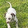 puppy, dog, spotted, grass, greenery, outdoor, young, pet, nature, playful, animal, walking, curious, daylight, mammal, field, canine, fur, ears, tail