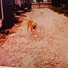 Layla is registered to the contest to win money with this photo: dog, outdoor, dirt_path, blurry, animal, pet, nature, grass, tree, fence, yard, daytime, walking, canine, ground, rural, fence_post, plant, brown, blur