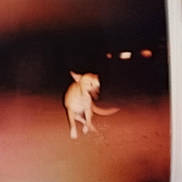 Layla joined the competition — help win amazing prizes! dog, blurry, night, dark, polaroid, vintage, animal, pet, sitting, outdoor, light, shadow, brown, small, canine, fur, tail, ears, background, photo