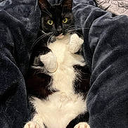 Georgia is registered to the contest to win money with this photo: cat, tuxedo_cat, pet, animal, feline, lying_down, fluffy, white_belly, paws, whiskers, yellow_eyes, blanket, plush, cozy, indoor, resting, cute, fur, relaxed, soft
