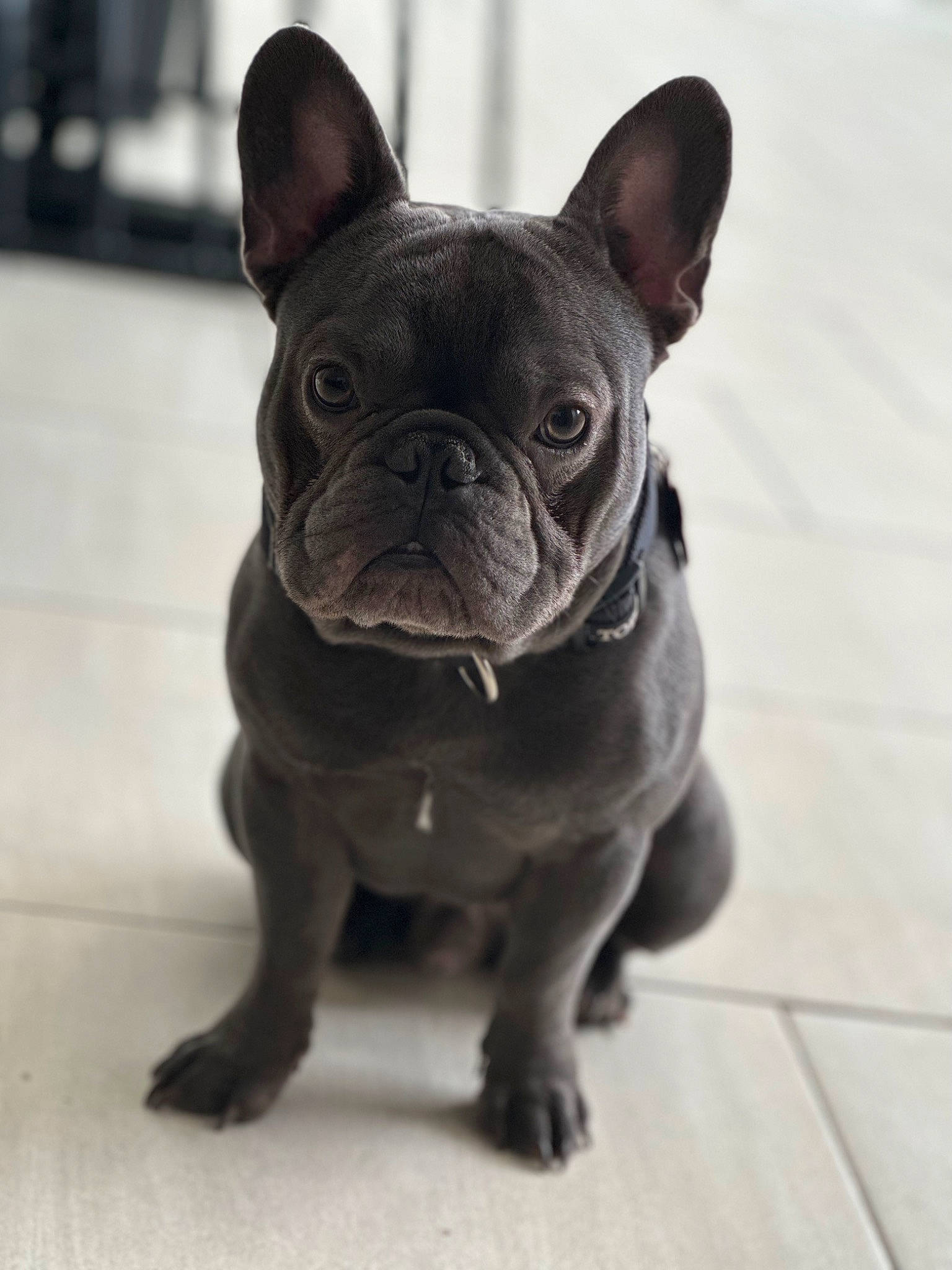 Polo joined the competition — help win amazing prizes! bulldog, canidae, carnivore, companion_dog, dog, dog_breed, dog_collar, ear, fawn, flooring, french_bulldog, liver, pug, snout, sporting_group, terrestrial_animal, toy_dog, whiskers, working_animal, wrinkle
