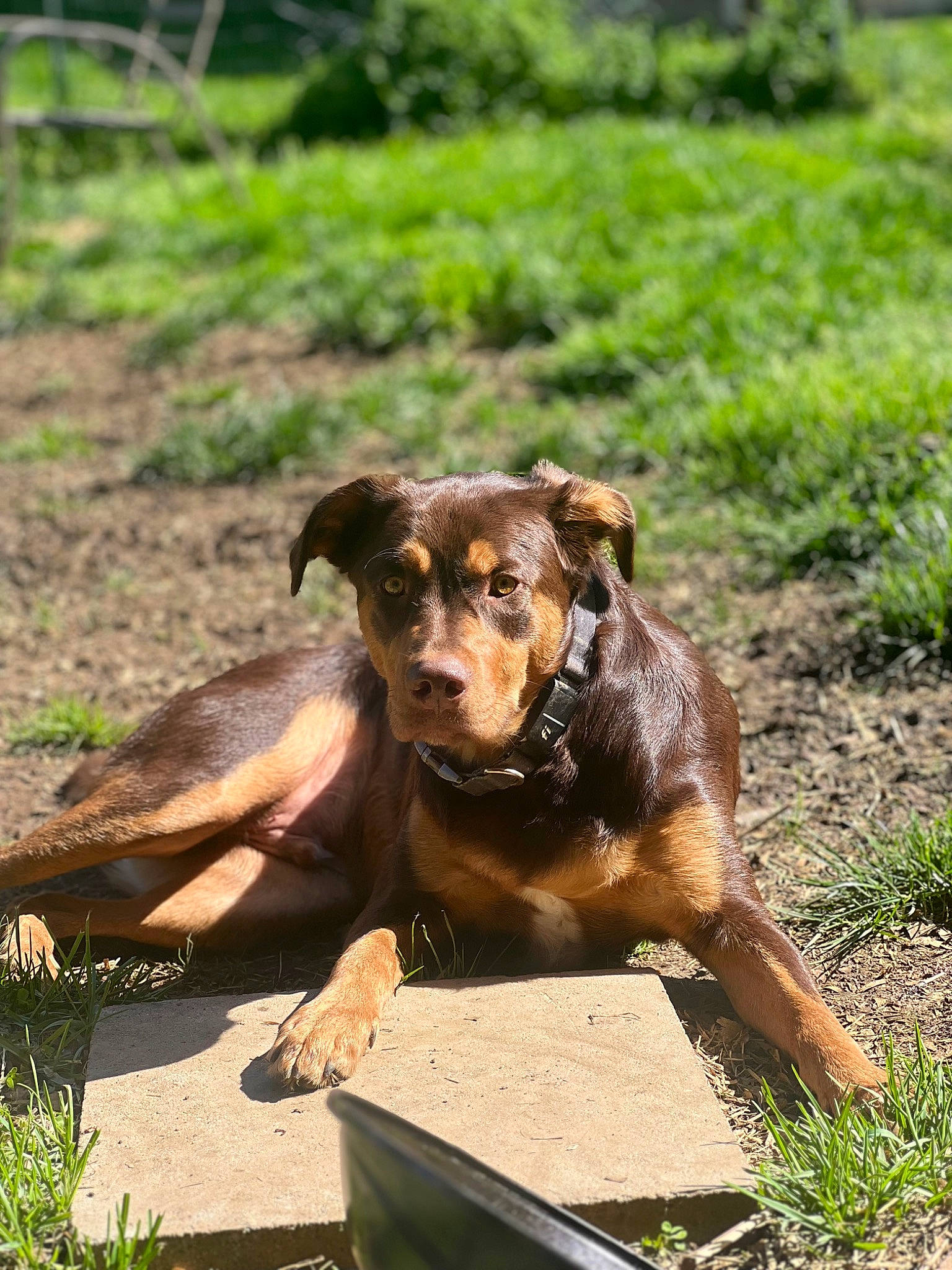 Jax joined the competition — help win amazing prizes! canidae, carnivore, companion_dog, dog, dog_breed, fawn, grass, grassland, hunting_dog, liver, plant, snout, soil, sporting_group, street_dog, terrestrial_animal, wildlife, working_animal, working_dog