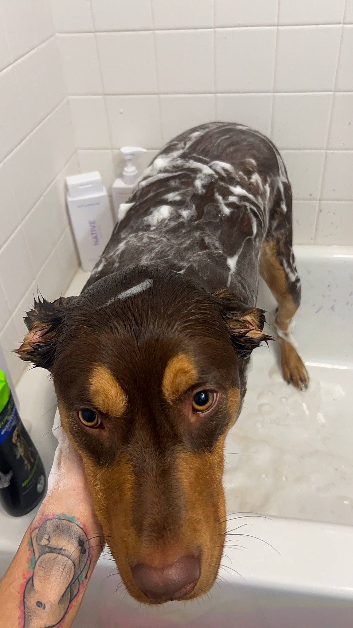 Jax is registered to the contest to win money with this photo: bathroom, bathtub, canidae, carnivore, companion_dog, dog, dog_breed, ear, fawn, fur, guard_dog, liver, pet_supply, snout, sporting_group, terrestrial_animal, water_bottle, whiskers, working_animal, working_dog