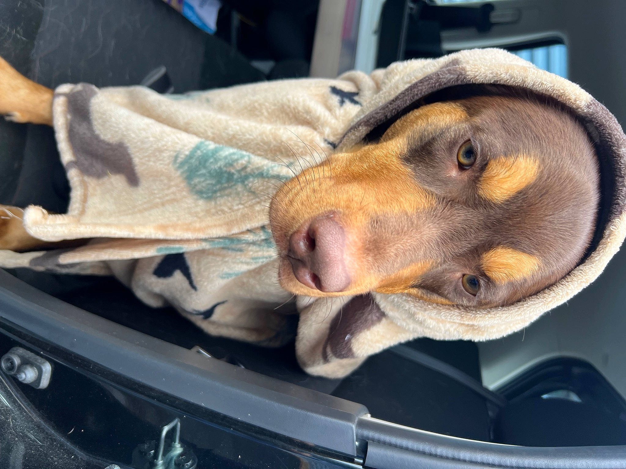 Jax is registered to the contest to win money with this photo: auto_part, automotive_exterior, automotive_lighting, bumper, car, carnivore, comfort, companion_dog, dog, dog_breed, fawn, grille, hood, motor_vehicle, personal_luxury_car, snout, trunk, vehicle, vehicle_door, working_animal