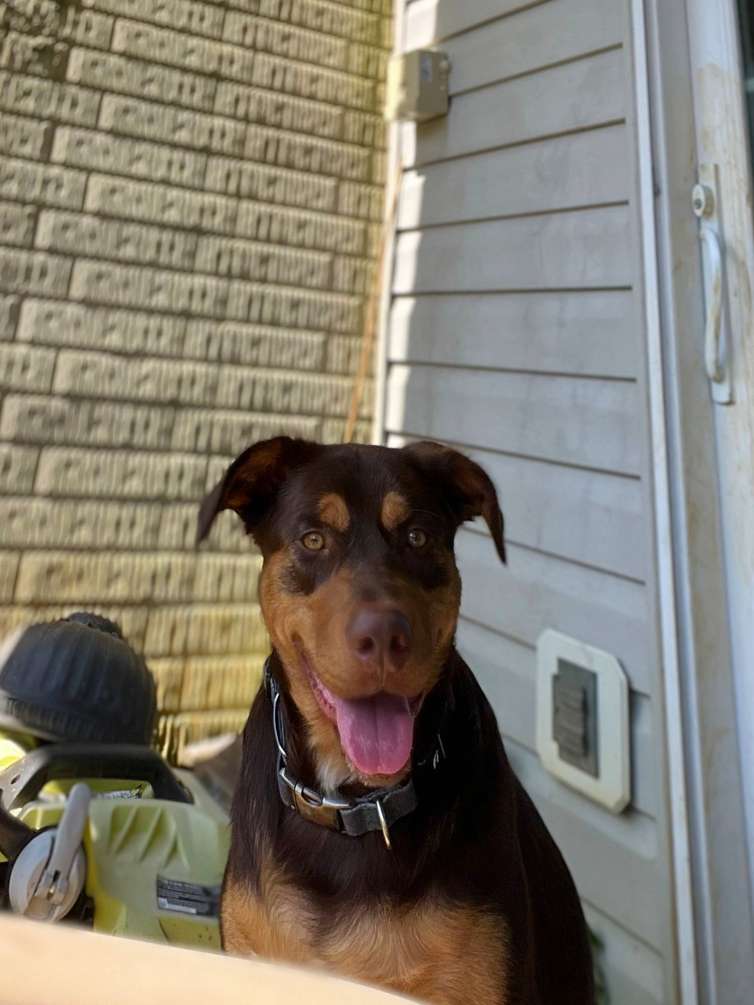 Jax joined the competition — help win amazing prizes! carnivore, collar, companion_dog, dog, dog_breed, dog_collar, dog_supply, door, fawn, guard_dog, hound, leash, liver, pet_supply, pinscher, snout, toy_dog, window, wood, working_animal