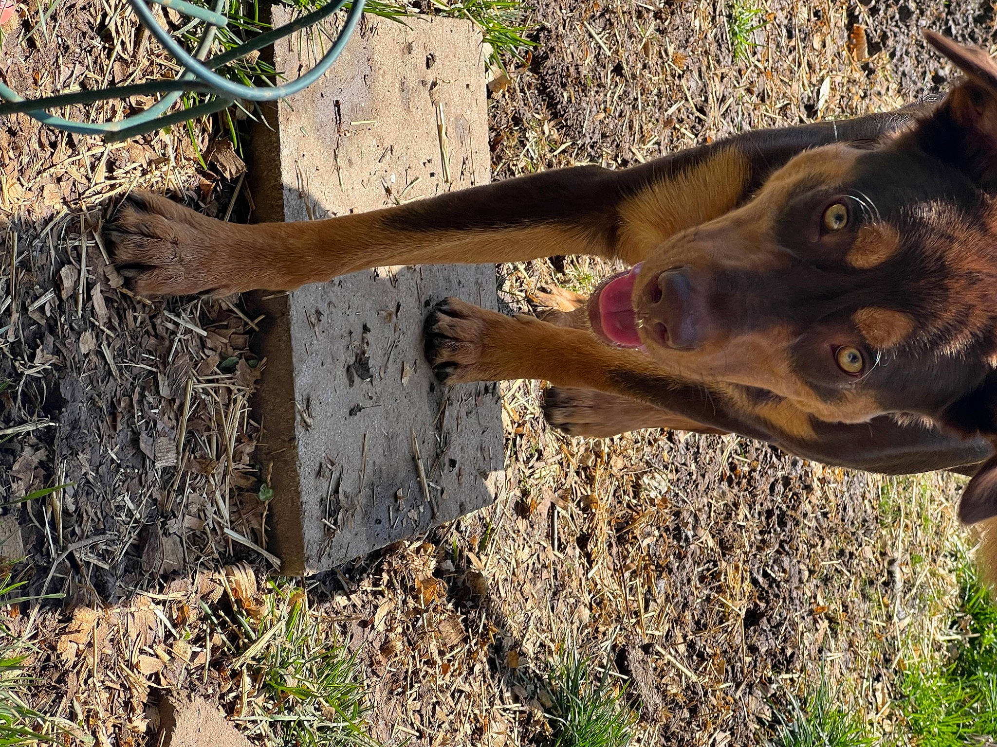 Jax joined the competition — help win amazing prizes! canidae, carnivore, dog, dog_breed, fashion_accessory, fawn, grass, natural_material, people_in_nature, plant, shadow, snout, soil, sporting_group, terrestrial_animal, trunk, wildlife, wood, working_animal, wrist