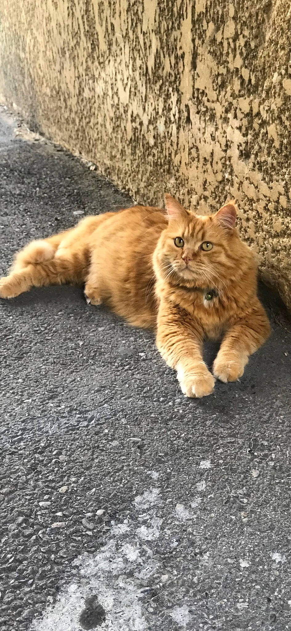 Iro participe au concours pour gagner de l'argent avec cette photo : carnivore, cat, cymric, domestic_short_haired_cat, european_shorthair, fawn, felidae, fur, kitten, kurilian_bobtail, maine_coon, mammal, organism, polydactyl_cat, small_to_medium_sized_cats, tabby_cat, tail, vertebrate, whiskers, wild_cat