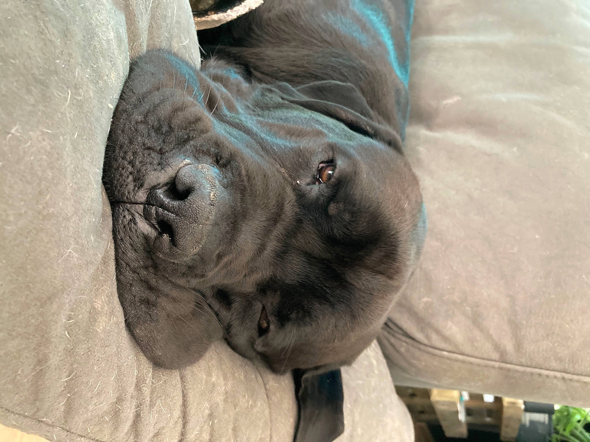 Rodin a rejoint le concours — aidez-le/la à gagner de superbes lots ! art, canidae, carnivore, comfort, companion_dog, dog, dog_breed, fawn, foot, fur, grey, liver, marine_mammal, sculpture, snout, sporting_group, terrestrial_animal, whiskers, working_animal, wrinkle