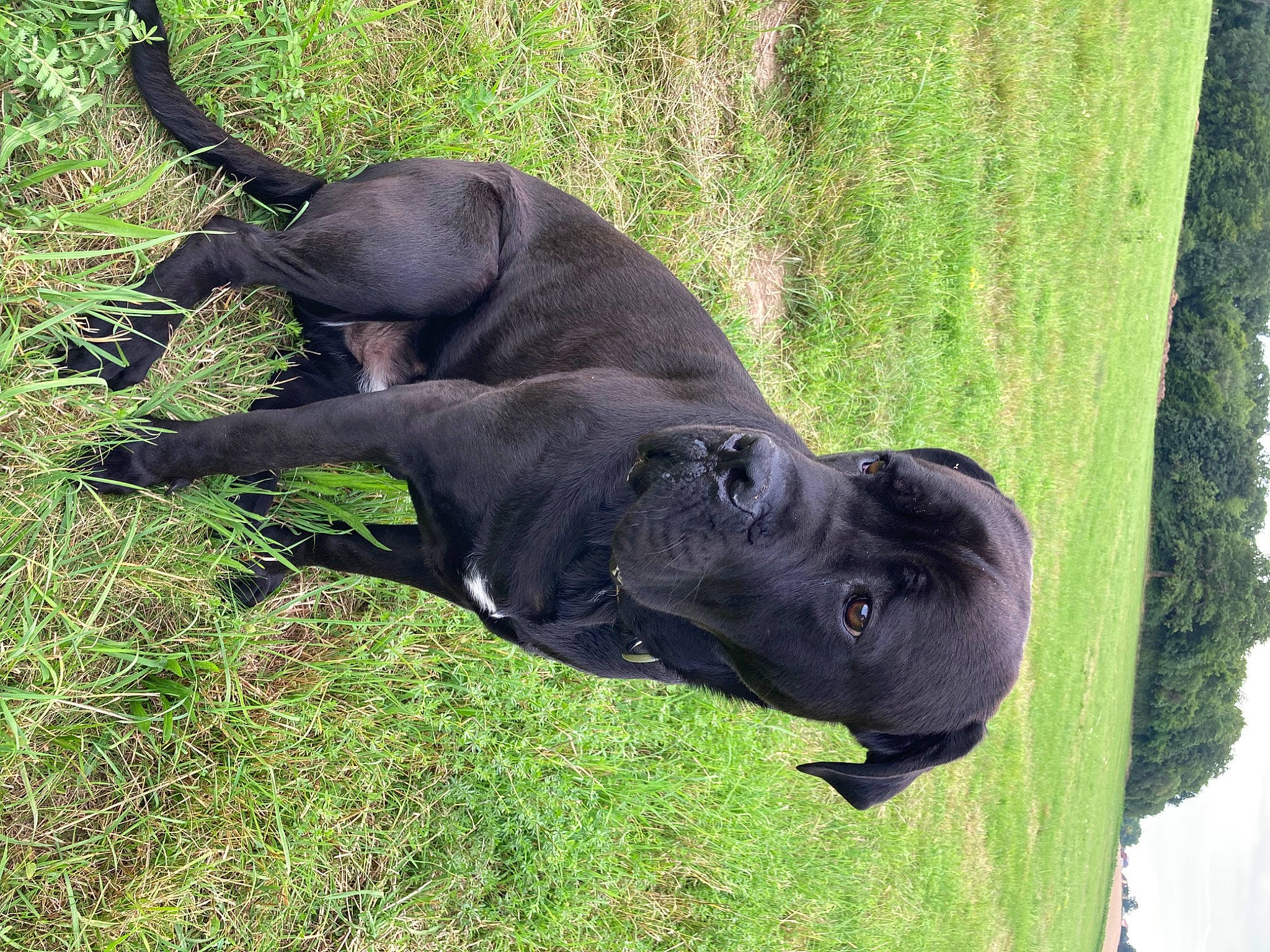 Rodin a rejoint le concours — aidez-le/la à gagner de superbes lots ! canidae, carnivore, comfort, dog, dog_breed, fawn, grass, grassland, liver, natural_material, plant, sculpture, snout, sporting_group, tail, terrestrial_animal, tree, trunk, wildlife, working_animal