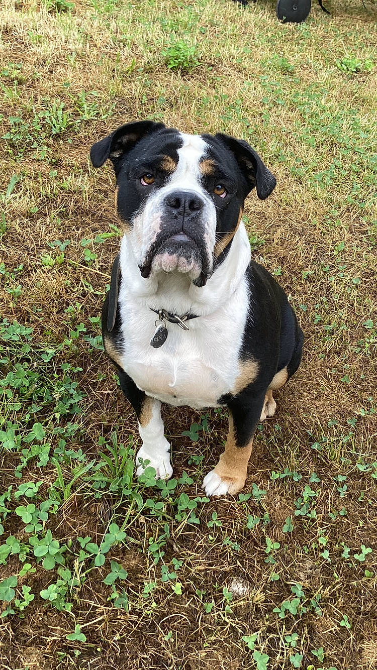 Pina participe au concours pour gagner de l'argent avec cette photo : art, canidae, carnivore, collar, companion_dog, dog, dog_breed, dog_collar, grass, hunting_dog, molosser, non_sporting_group, painting, plant, sporting_group, whiskers, working_animal, working_dog