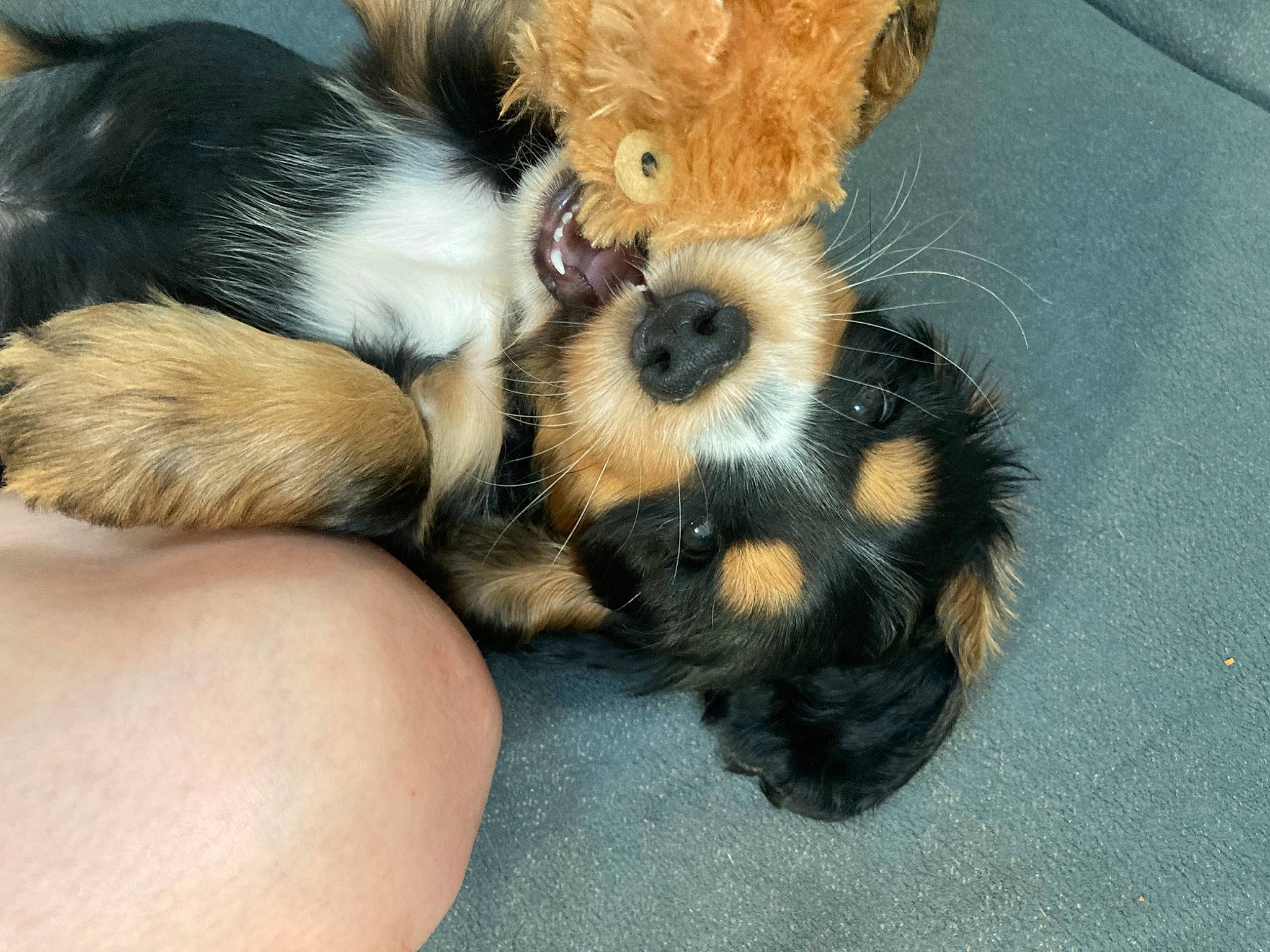 Gogh a rejoint le concours — aidez-le/la à gagner de superbes lots ! canidae, carnivore, cat_toy, claw, comfort, companion_dog, dog_breed, fawn, felidae, foot, fur, nail, paw, small_to_medium_sized_cats, snout, stuffed_toy, tail, terrestrial_animal, toy, whiskers