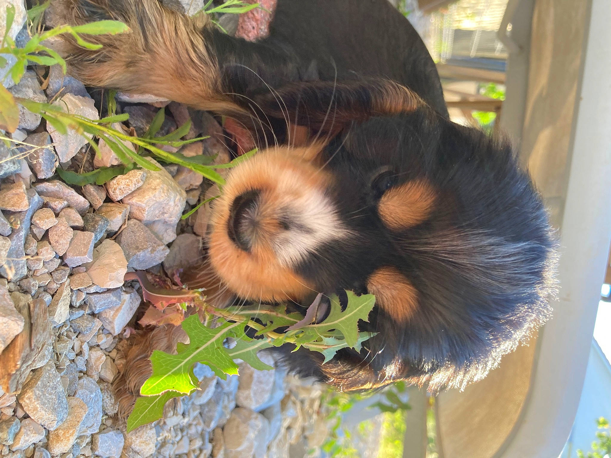 Gogh participe au concours pour gagner de l'argent avec cette photo : _geese_and_swans, canidae, carnivore, claw, dog_breed, ducks, fawn, fur, grass, guinea_pig, jungle, liver, mustelidae, snout, soil, sporting_group, tail, terrestrial_animal, whiskers, wildlife